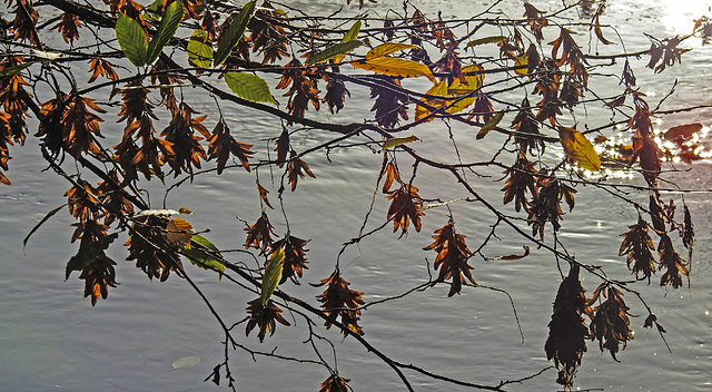 20221101 2014CPw [D~LIP] Hainbuche (Carpinus betulus), Salze, Bad Salzuflen