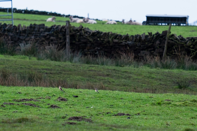 Wheatears