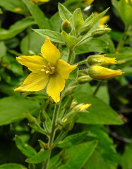 20240702 0412CPw [D~LIP] Punktierter Gilbweiderich (Lysimachia punctata), BS