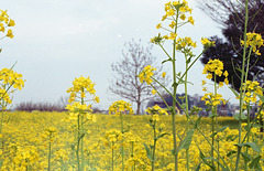 Rapeseed_3