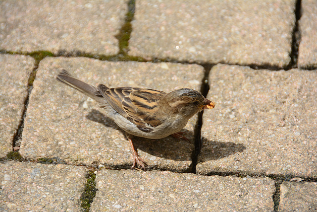 Grimma 2015 – Sparrow