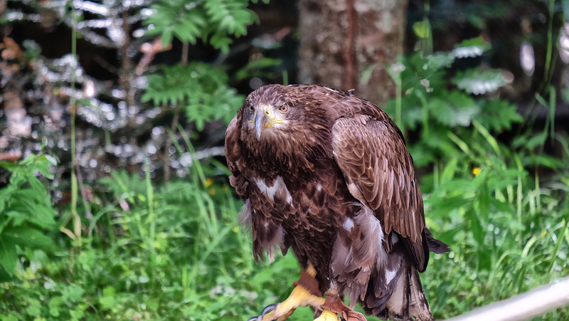 LE BOREON: PARC ALPHA 48