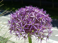 Allium (1) - 5 June 2021