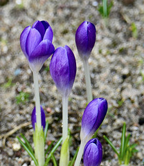 Vorboten des Frühlings