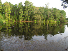 Pond reflections on a calm morning