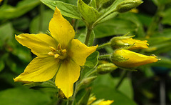 20240702 0413CPw [D~LIP] Punktierter Gilbweiderich (Lysimachia punctata), BS