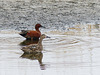 Cinnamon Teal pair