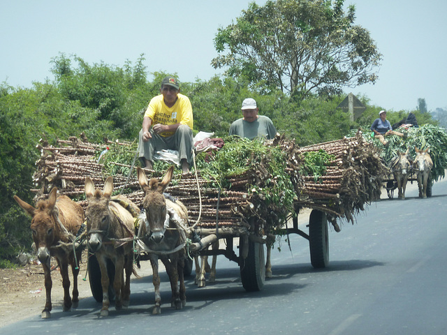 Reihe von Maniok (Yuca)  geladenen  Wagen.