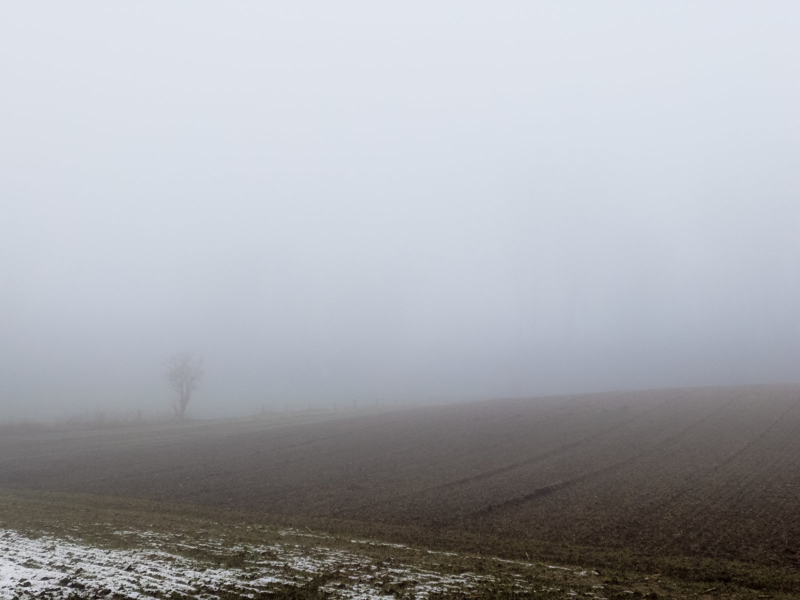 Misty (21.01.2018)