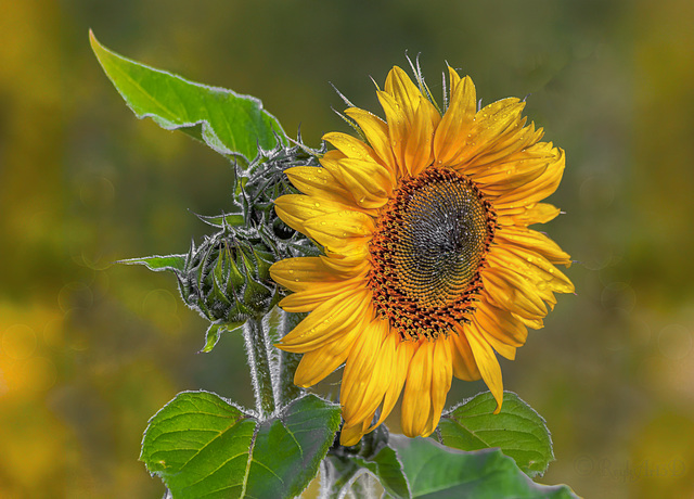 Sonnenblume