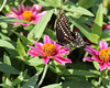 papillon du céleri / black swallowtail