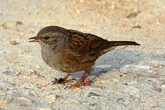 EOS 6D Peter Harriman 08 31 20 43388 youngDunnock dpp