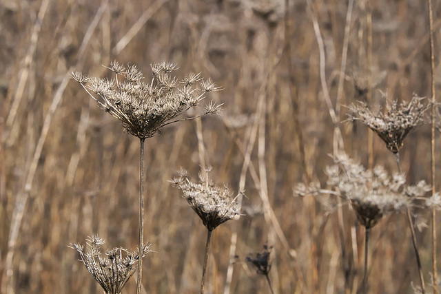 Queen Anne's Lace in October