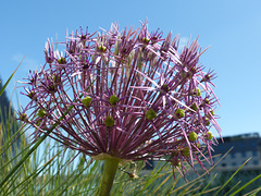 Allium (2) - 5 June 2021