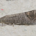 5T2A7856 Moth