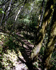 Hillside Path