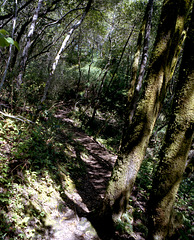 Hillside Path