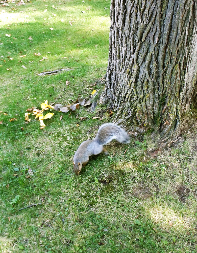 A praying squirrel