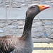 Greylag goose (Anser anser) .