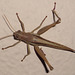 DSC07205 - gafanhoto Schistocerca cf. cancellata paranensis, Acrididae Caelifera Orthoptera