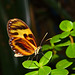 Butterfly IMG_2058