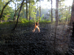Spinne in ihrem Netz