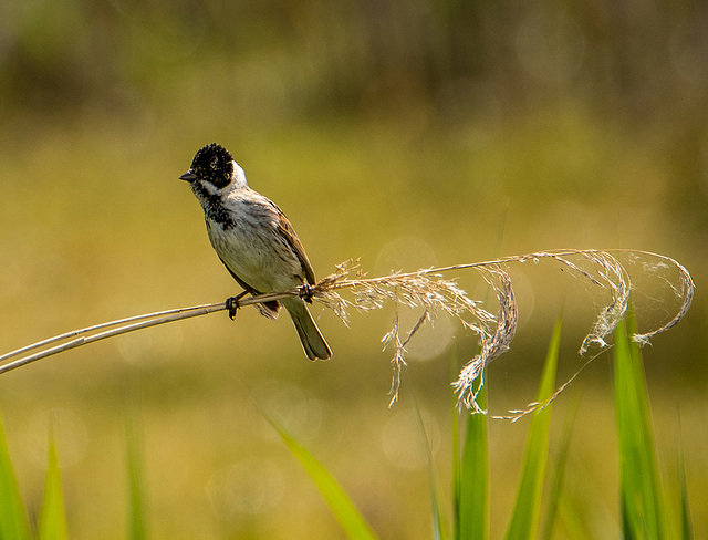 Reed bunting5
