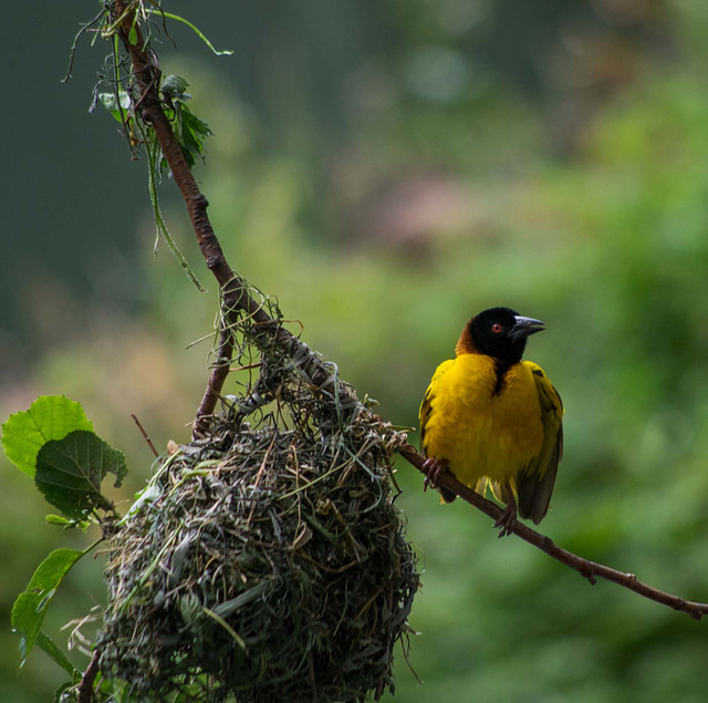 Village weaver bird (6)