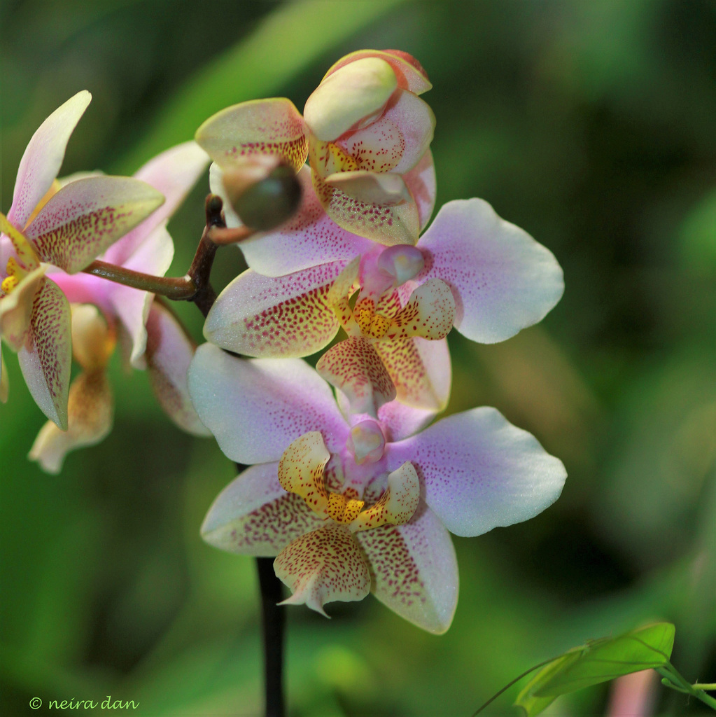 Phalaenopsis 'Wiganae ' (1)