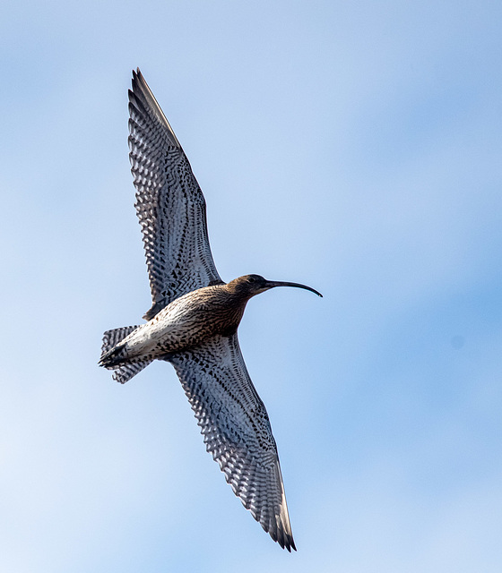 Curlew