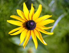 Goldsturm Rudbeckia