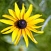 Goldsturm Rudbeckia