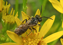 20240703 0416CPw [D~LIP] Jakobs-Greiskraut, Sandbiene (Andrena agg), BS