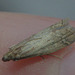 5T2A7827 moth