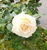 Pour notre ami Domcho************