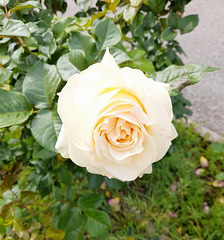 Pour notre ami Domcho************