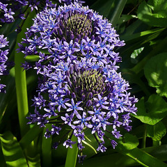 Dans mon jardin