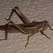 DSC07206 - gafanhoto Schistocerca cf. cancellata paranensis, Acrididae Caelifera Orthoptera