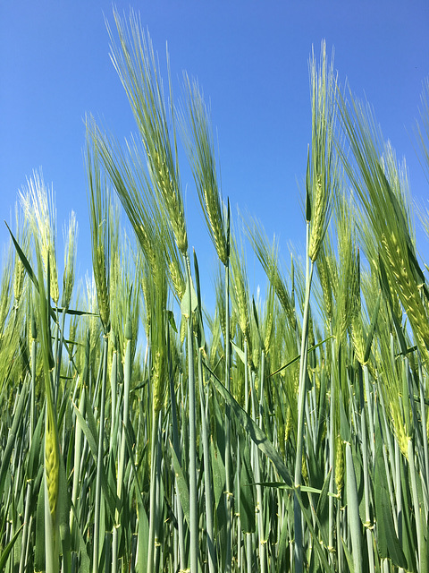 Bald schon wieder Erntezeit!