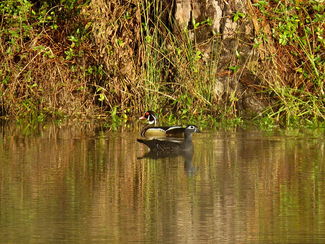 Wood ducks on the pond