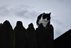 Cat sitting on a fence!