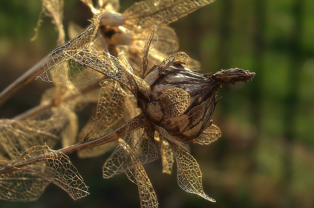 Filigree