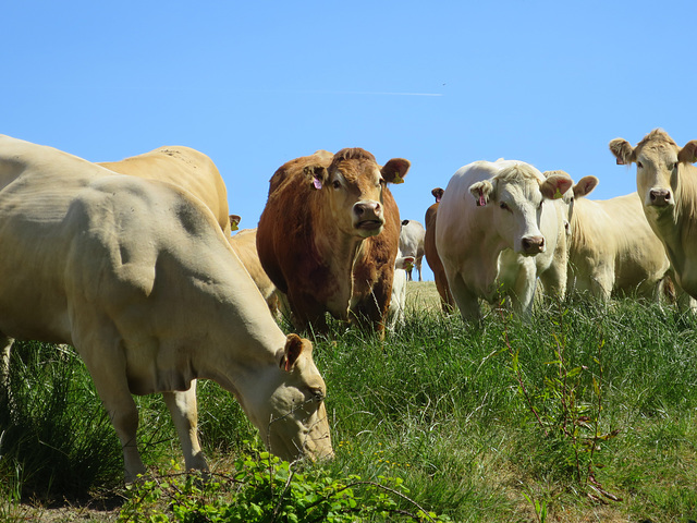 Cows in a field