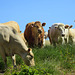 Cows in a field