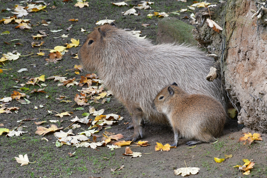 Klein und Groß