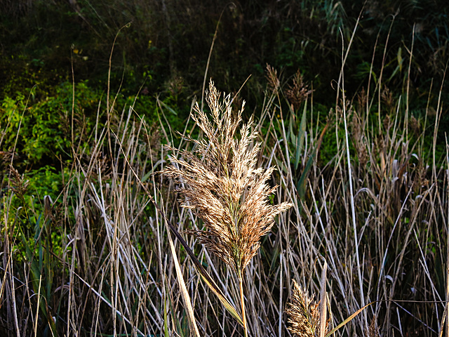 20221101 2017CPw [D~LIP] Schilf (Phragmites australis), Bad Salzuflen