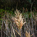 20221101 2017CPw [D~LIP] Schilf (Phragmites australis), Bad Salzuflen