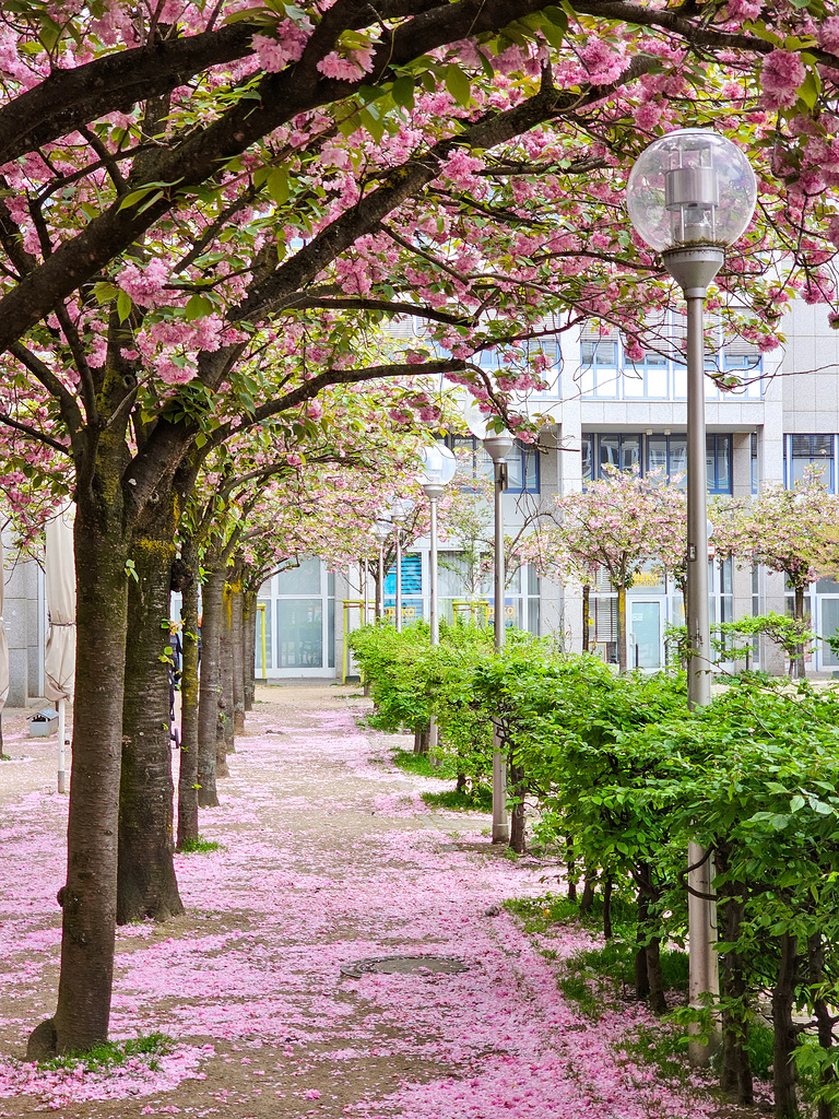 Köln - Kirschblüte am Josef-Haubrich-Hof