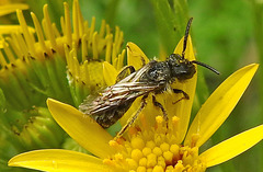 20240703 0418CPw [D~LIP] Jakobs-Greiskraut, Sandbiene (Andrena agg), BS