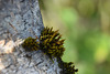 mousse et arbre